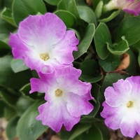 Primula auricula 'Adrienne'